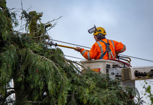 Reliable Little Chute, WI Tree Care Solutions