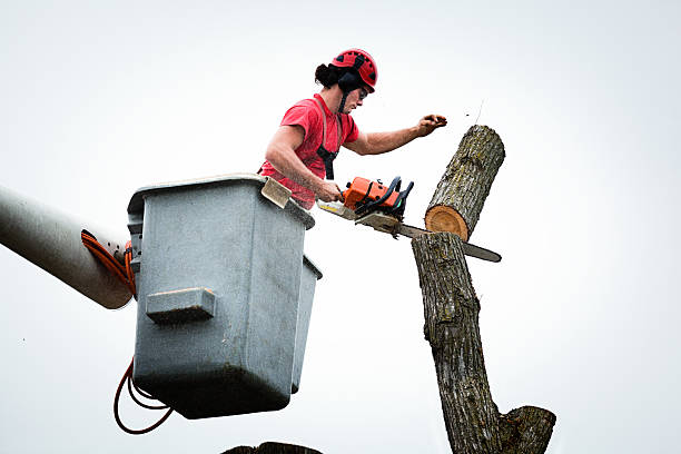 How Our Tree Care Process Works  in  Little Chute, WI